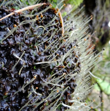 Inflorescence de Pellia, une héptique à thalle (bryophyte)