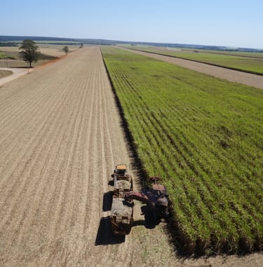 a tractor is driving down a large sugar kane field