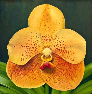 Yellow Vanda painted by Christine Knize, master of Botanical realism 