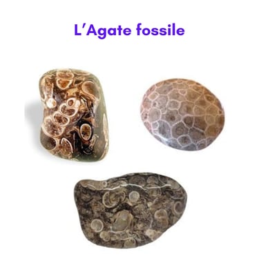 Les pierres naturelles Agate fossile Les Couleurs de Lo