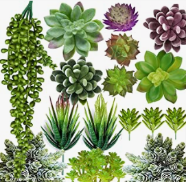 a variety of succulente plants in a variety of different colors