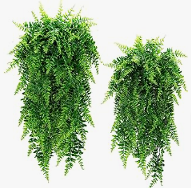 a set of three hanging plants in a row