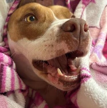 Un feliz perro pit bull marrón y blanco sonriendo mientras está envuelto en una acogedora manta rosa