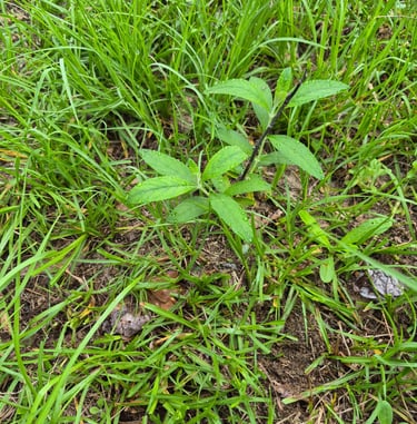 week 7 butterfly bush