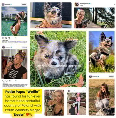 Petite Pups - Past Petite Pups “Wolfie” with his new owner Polish celebrity “DODA,” living in Poland