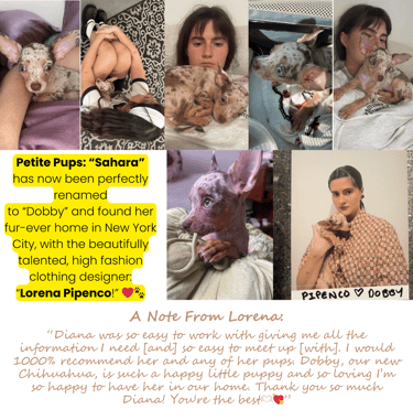 Petite Pups - Past Petite Pups “Sahara” with her new owner fashion designer “Lorena Pipenco”
