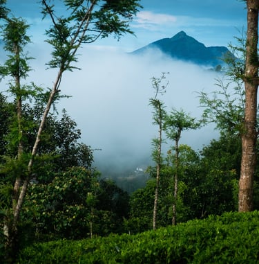 Morning Mist_Blackhole view