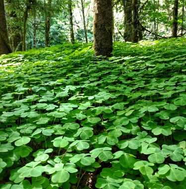 clover