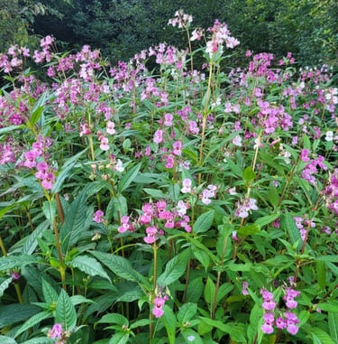 a lot of pink Himalayan Balsam bush flowers