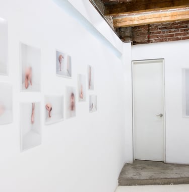 Fotografia de montaje de serie autofagia en galeria plaga