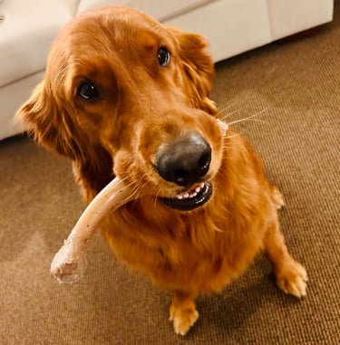Dog Training Chicago