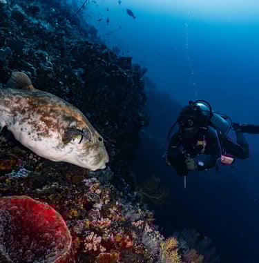diver next to a fish