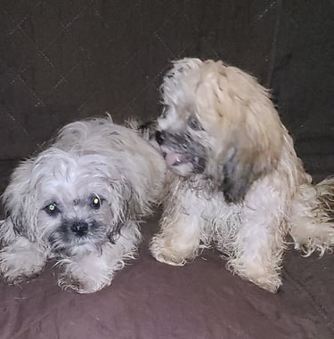 2 Hypoallergenic Teacup Designer Male Mal-Shi Puppy