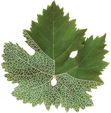 Leaf details used for label design