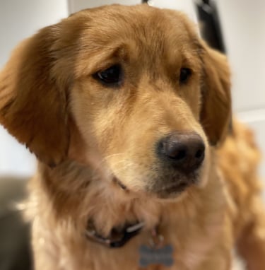 Nala - Our Golden Retriever