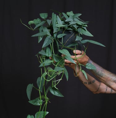 Epipremnum plant care guide