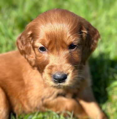 Golden Irish Puppy in the grass