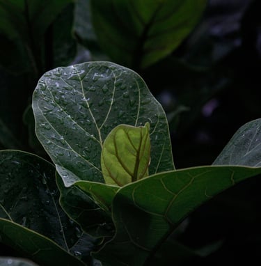 Ficus plant care guide