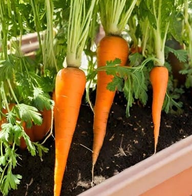 Carrots