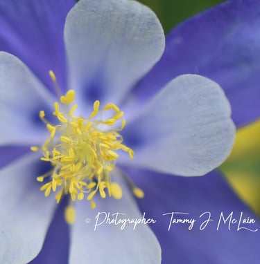 Colorado's Columbine's Close-Up by Tammy J McLain