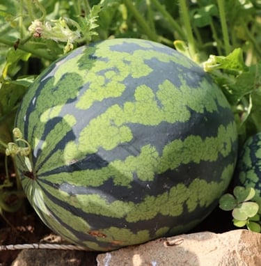 Watermelon