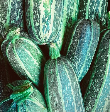 Zucchini