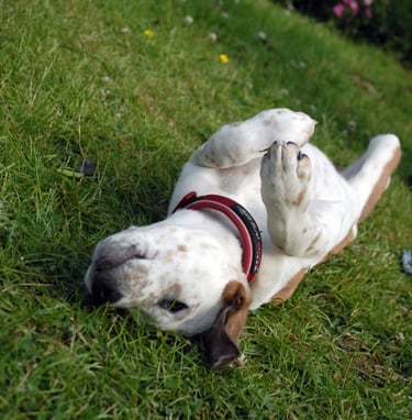 A puppy dog lying on its back on grass