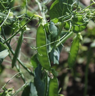 Peas