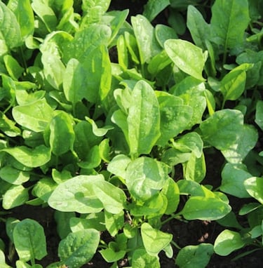 Spinach