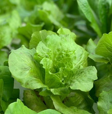 Lettuce