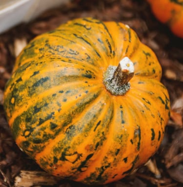Winter Squash