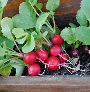 Radishes