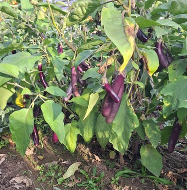 Eggplant