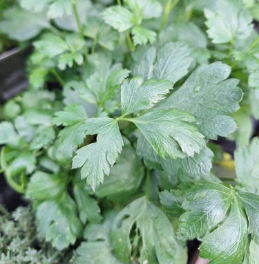 Parsley