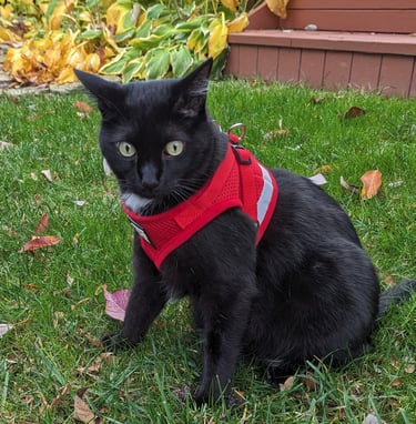bad ass cat wearing a red vest