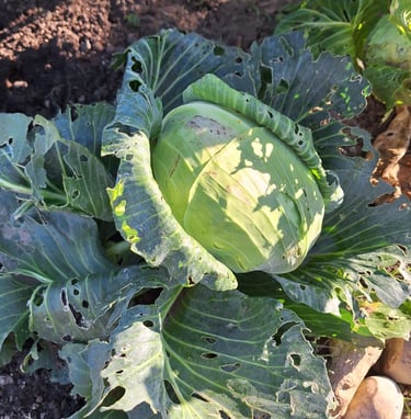 Cabbage
