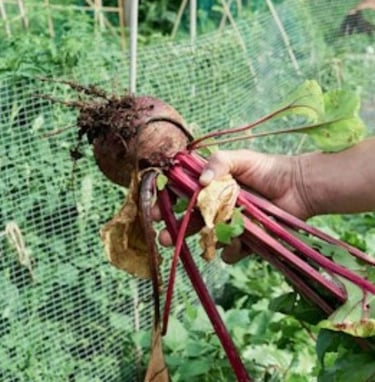 Beetroot