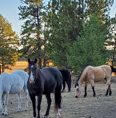 a group of horses grazing in a field