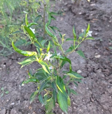 Peppers
