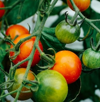 Tomatoes