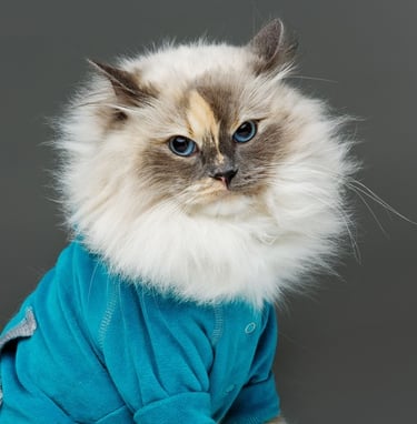 Un gato Ragdoll de pelo largo y ojos azules, que lleva un suéter azul sobre un fondo gris
