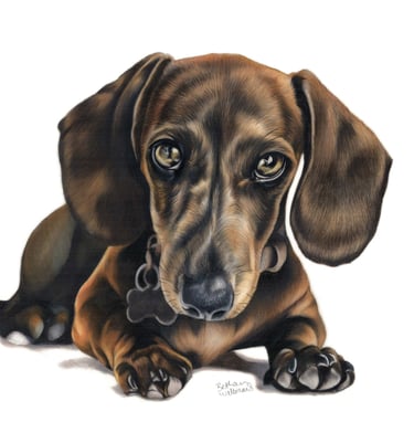 Sausage dog lying down