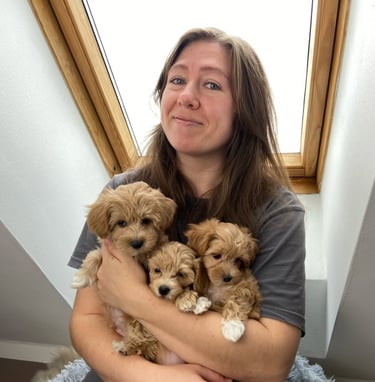 Maltipoo Puppies for Sale