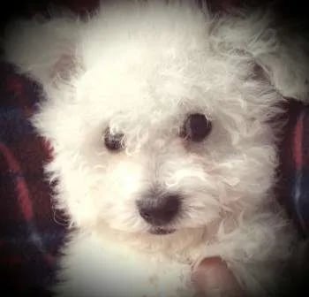 maltipoo-is-hyper