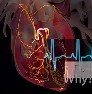 High-res graphic showing the heart and EKG conduction system.