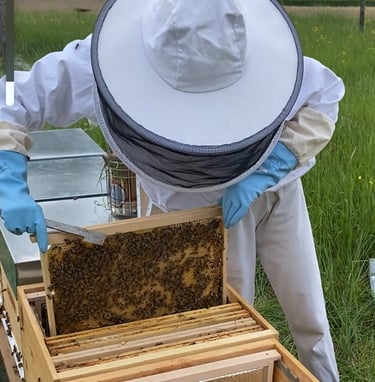 apiculteur sortant cadres abeilles buckfast