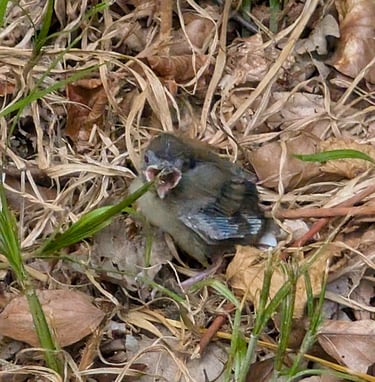 rescued a small birdin the forest during our road trip