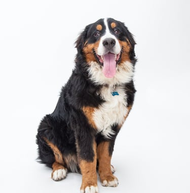 A dog sitting and looking at the camera with white background