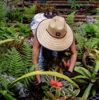suministro de plantas