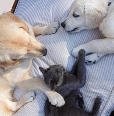 Šunų ir kačių priežiūros priemonės